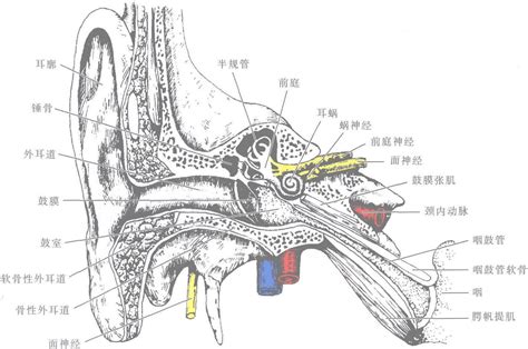 前庭 意思